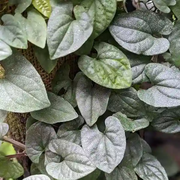 Piper SP Silver Fleck