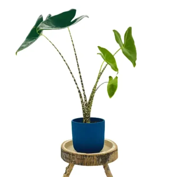 Alocasia Zebrina Elephant Ear