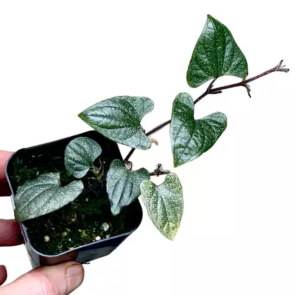 Piper SP Silver Fleck