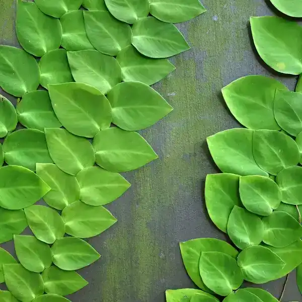 Rhaphidophora Hayi Plant - Buy Online