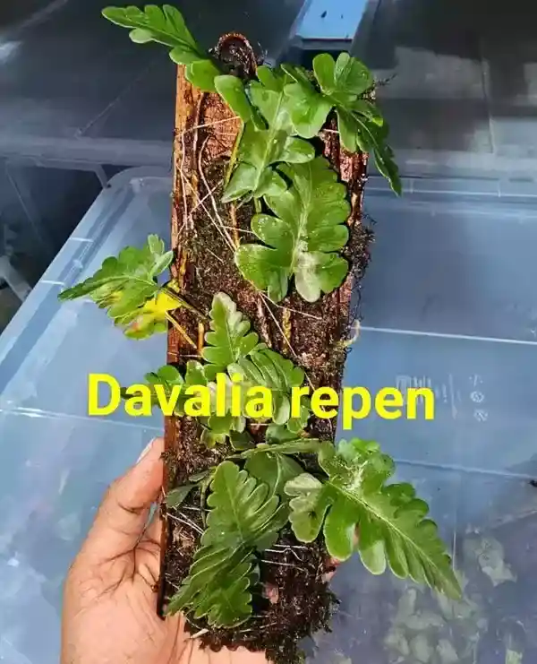 davalia repens