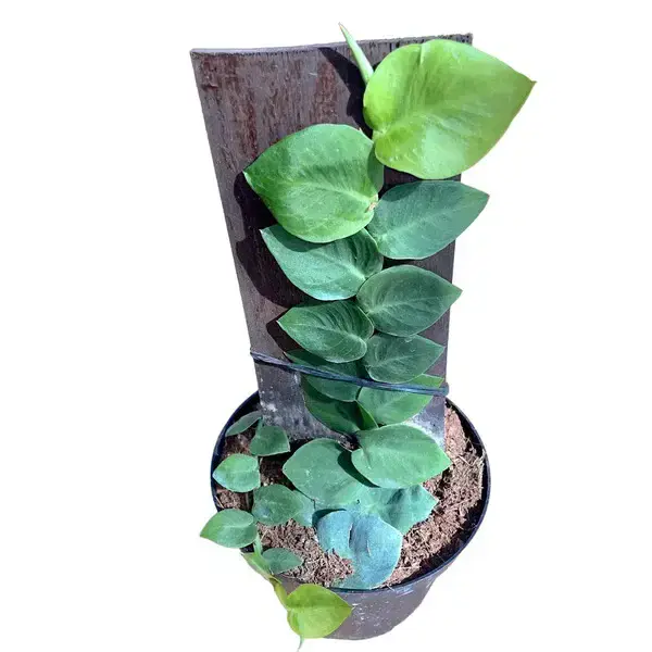 Rhaphidophora Hayi Plant - Buy Online
