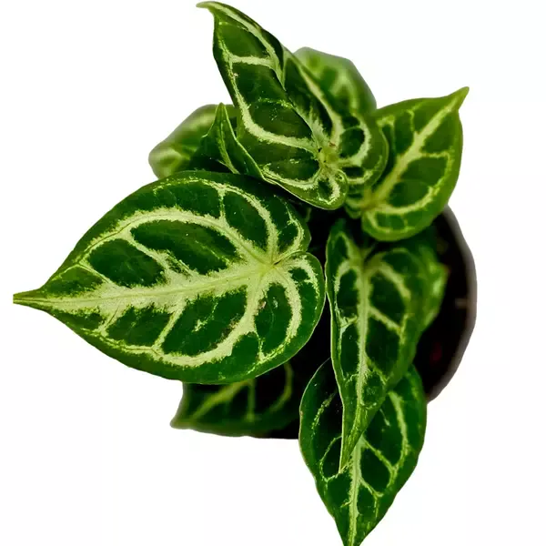 Anthurium Silver Blush Miniature