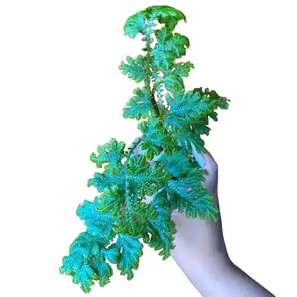 Blue Peacock Fern