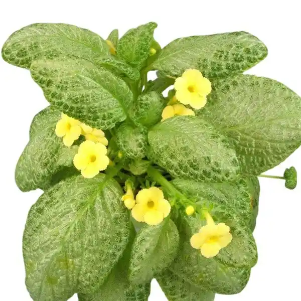 Episcia Thad's Yellow Bird - Yellow Flower