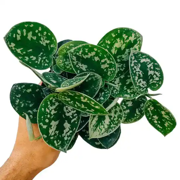 Scindapsus Pictus - Argyraeus Plant