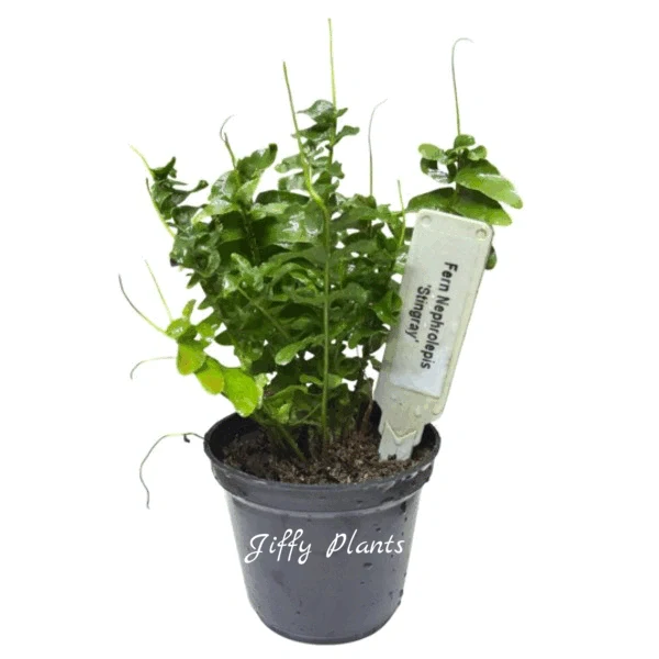 Nephrolepis Stingray Fern