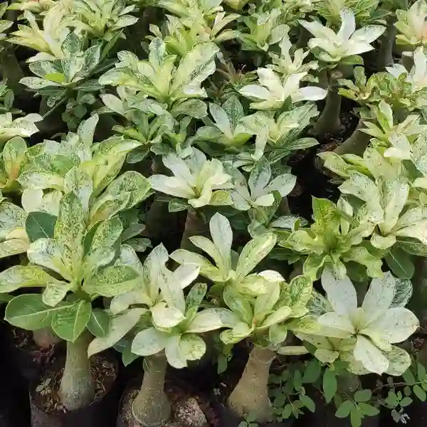 Variegated Plants Adenium Obesum Desert Rose Variegated