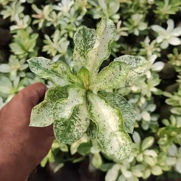 Variegated Plants Adenium Obesum Desert Rose Variegated