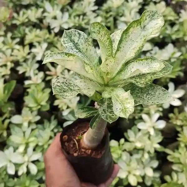 Variegated Plants Adenium Obesum Desert Rose Variegated