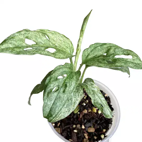 Monstera Adansonii Mint Europe