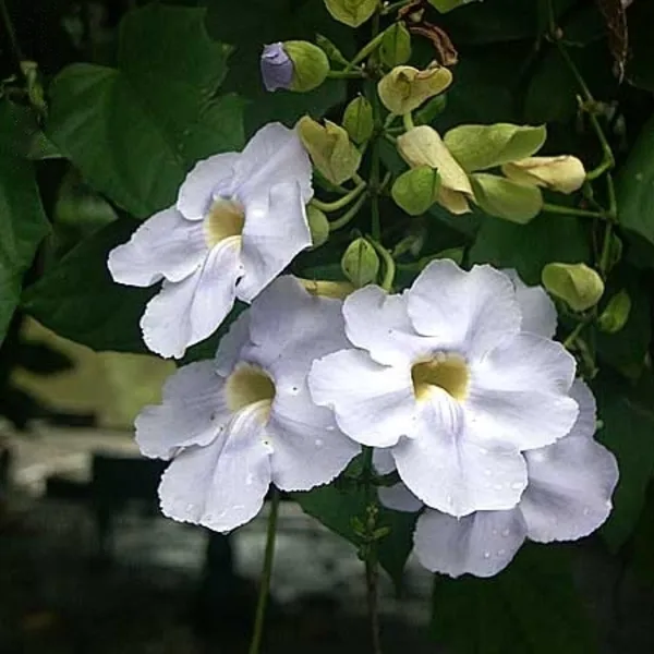 Thunbergia Grandiflora Alba (White Bengal Clock Vine)