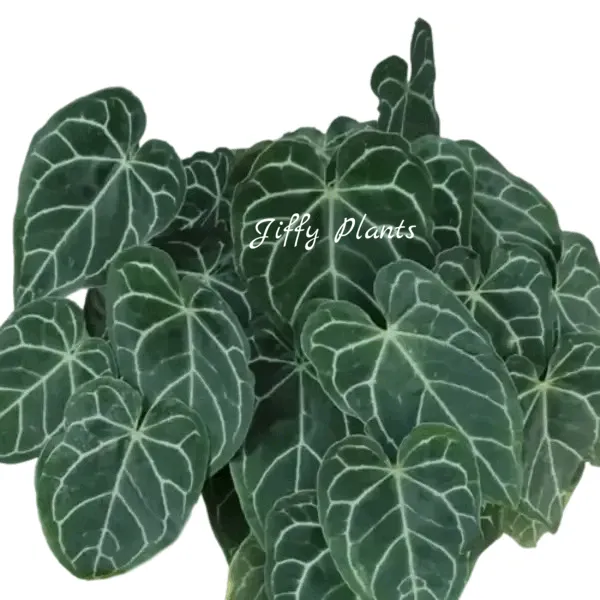 Anthurium Crystallinum Miniature