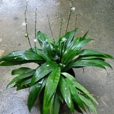Chlorophytum capense