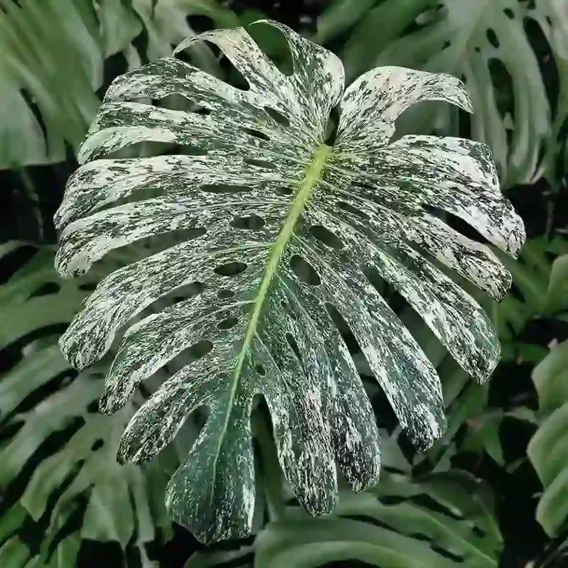 Monstera White Monstera Deliciosa