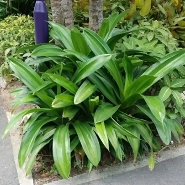 Pandanus Dubius Spreng