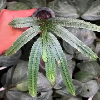 Selaginella speciosa