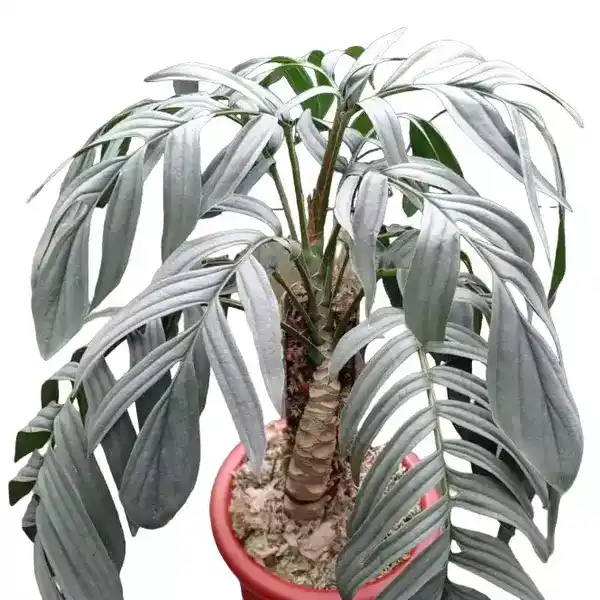 rhaphidophora tenuis silver