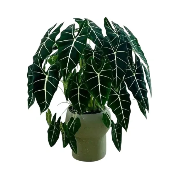 Alocasia Frydek