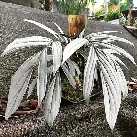 rhaphidophora tenuis silver