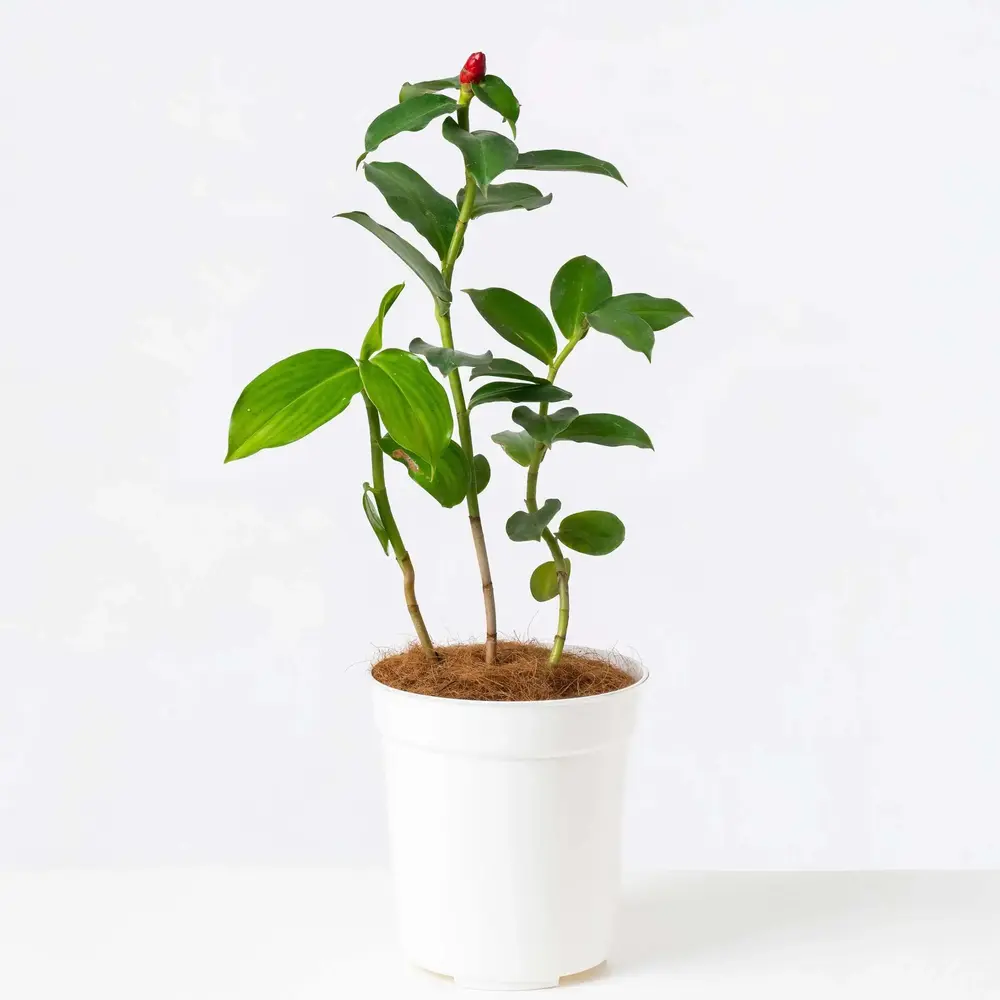 Red Button Ginger, Costus plant - Image 3