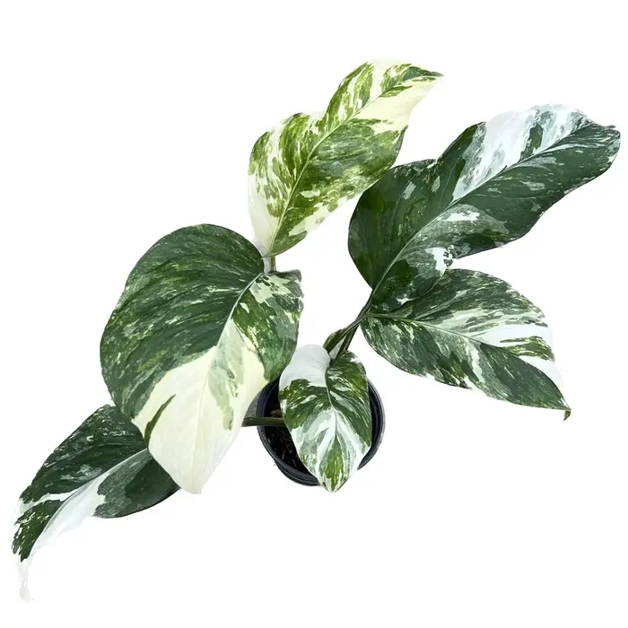 Monstera lechleriana variegated