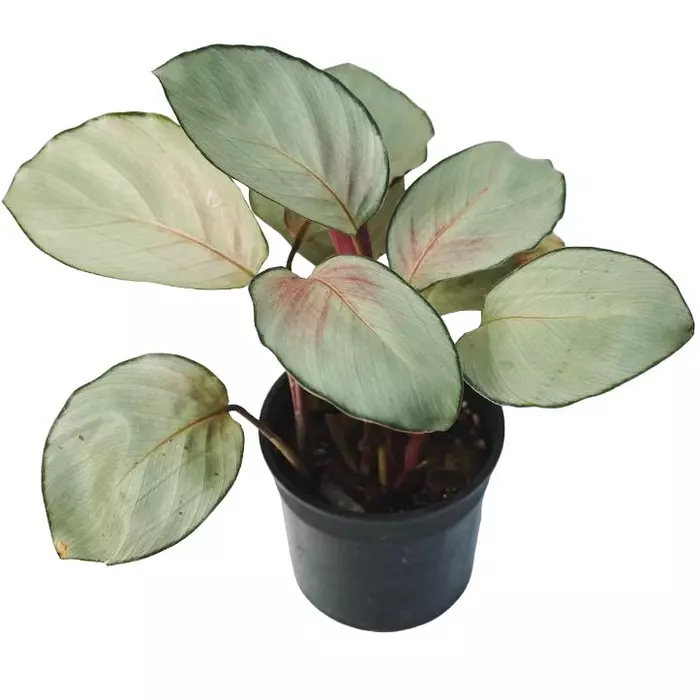 calathea silver plate