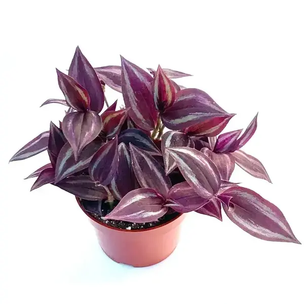 Tradescantia Red Gem