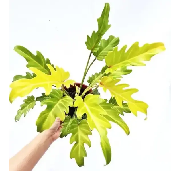 Philodendron Xanadu Golden