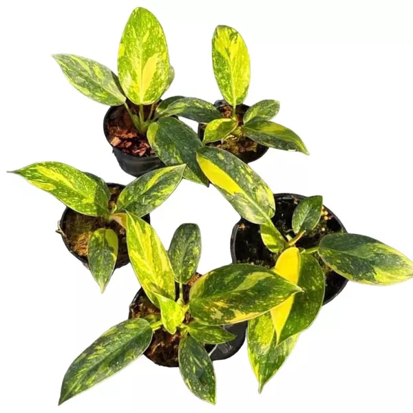 Philodendron Green Congo Hybrid Variegated