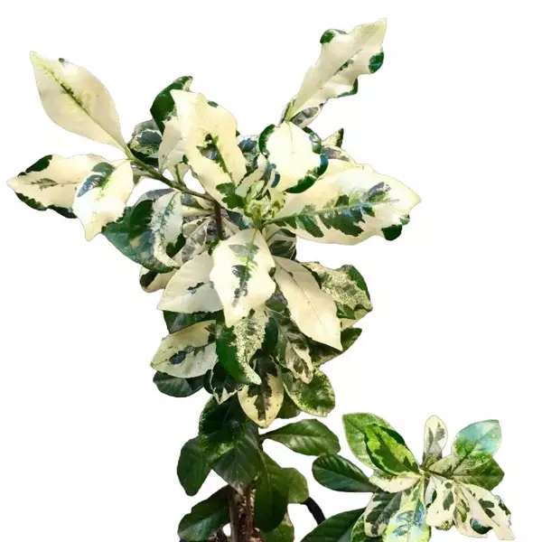Gardenia jasminoides 'Variegata'