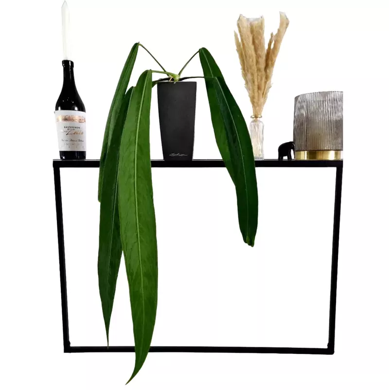 Anthurium Pallidiflorum