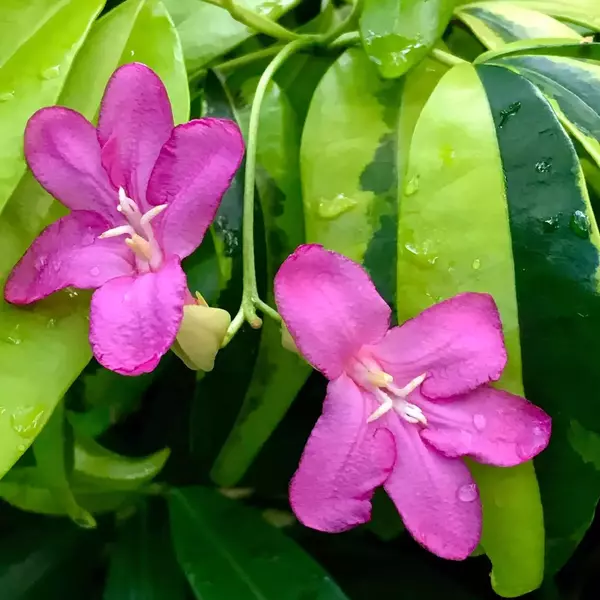 Ravenia lemonia Spectabilis Variegated Plant