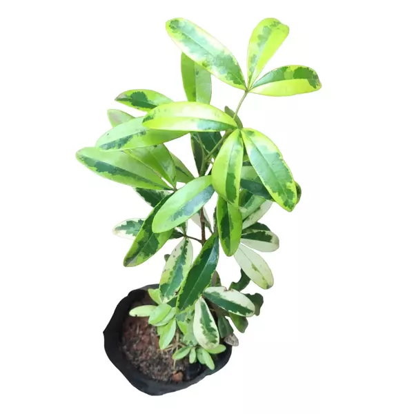 Ravenia lemonia Spectabilis Variegated Plant