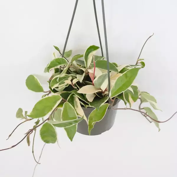 Hoya Carnosa Variegated - Rare - Image 2