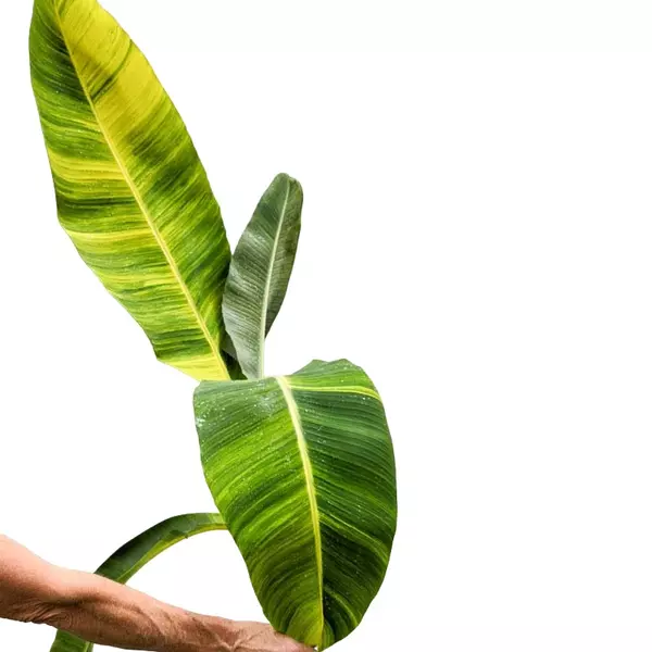 musa banana yellow variegated