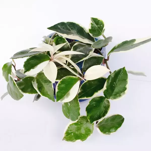 Hoya Carnosa 'Variegated'