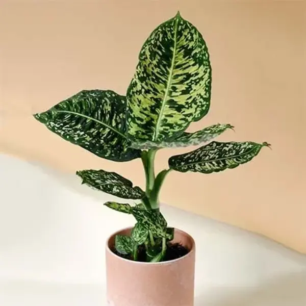 Dieffenbachia Reflector