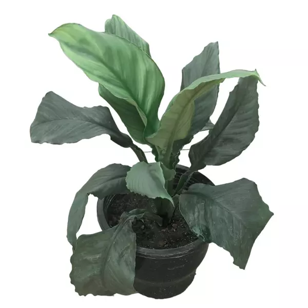 Peace Lily Black