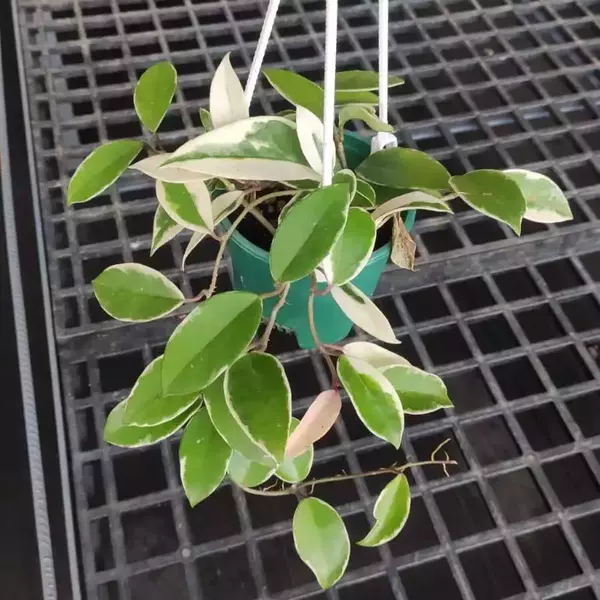 Hoya Carnosa 'Variegated'