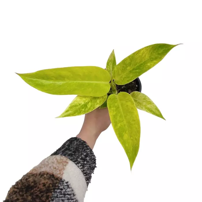 Philodendron calkins gold