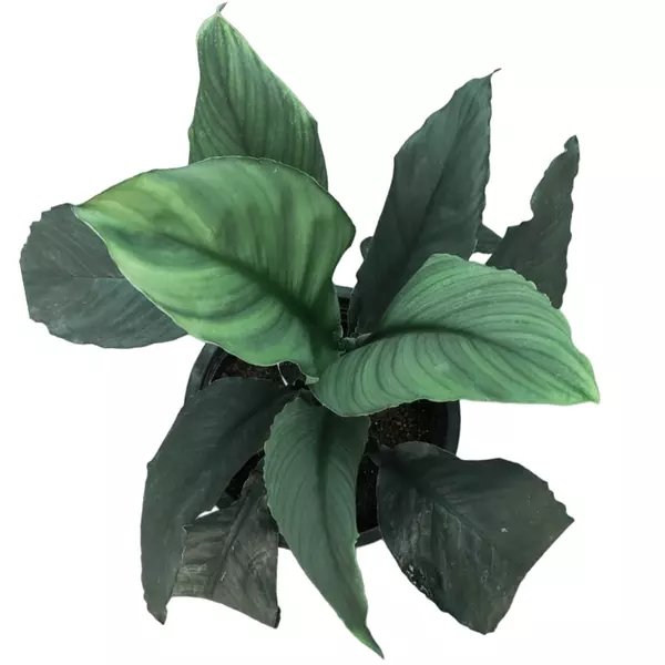 Peace Lily Black