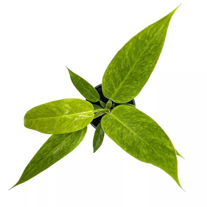 Philodendron calkins gold