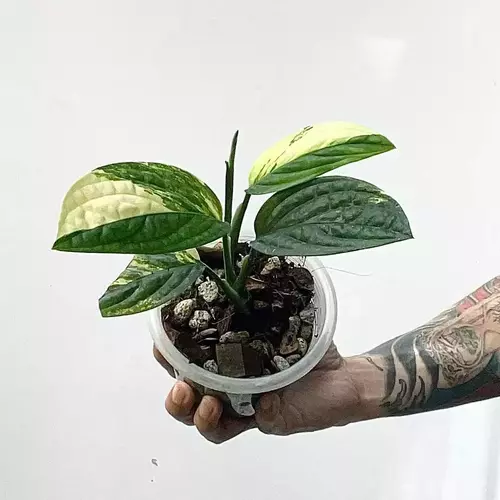 Monstera Peru Variegated- Rare