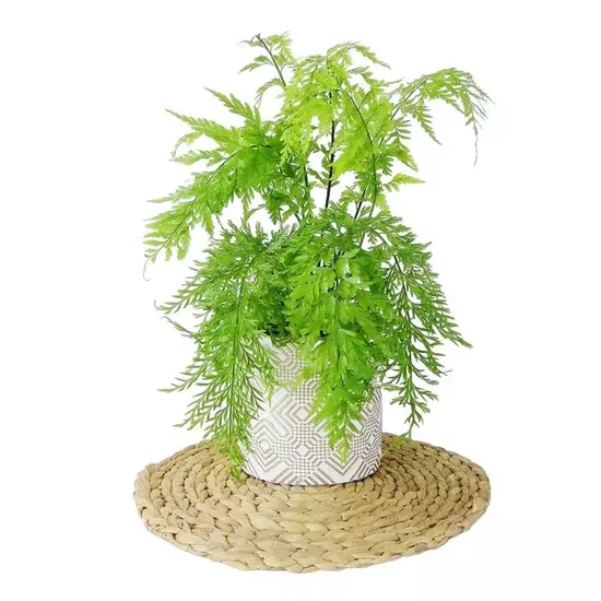 Hen & Chicken Fern (NZ Native) - Asplenium bulbiferum