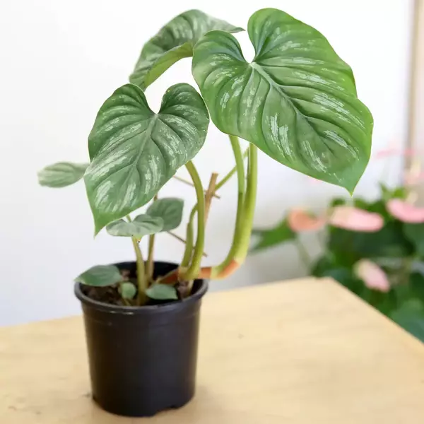 PHILODENDRON PLOWMANII ROUND FORM- Rare