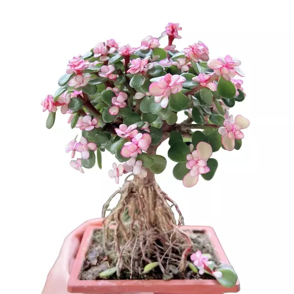 Pink Jade Bonsai