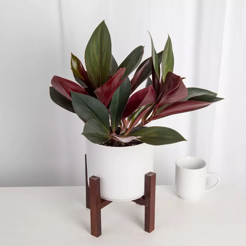 Costus erythrophyllus rubra 'Oxblood ginger'