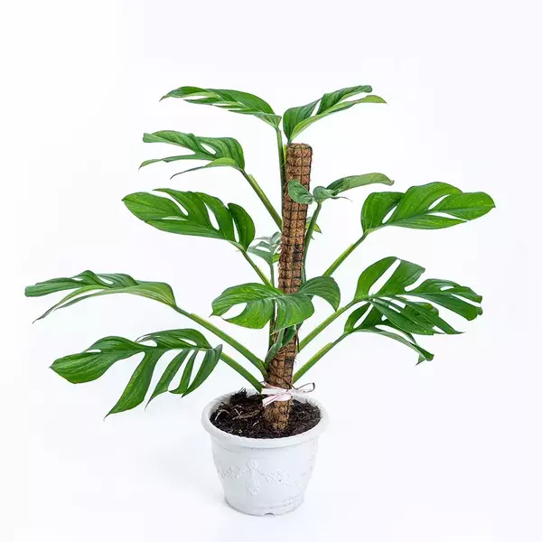 monstera pinnatipartita