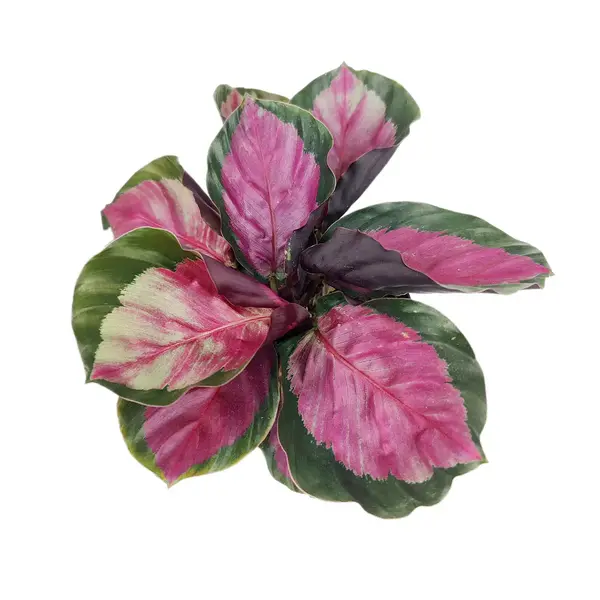 calathea roseopicta rosy
